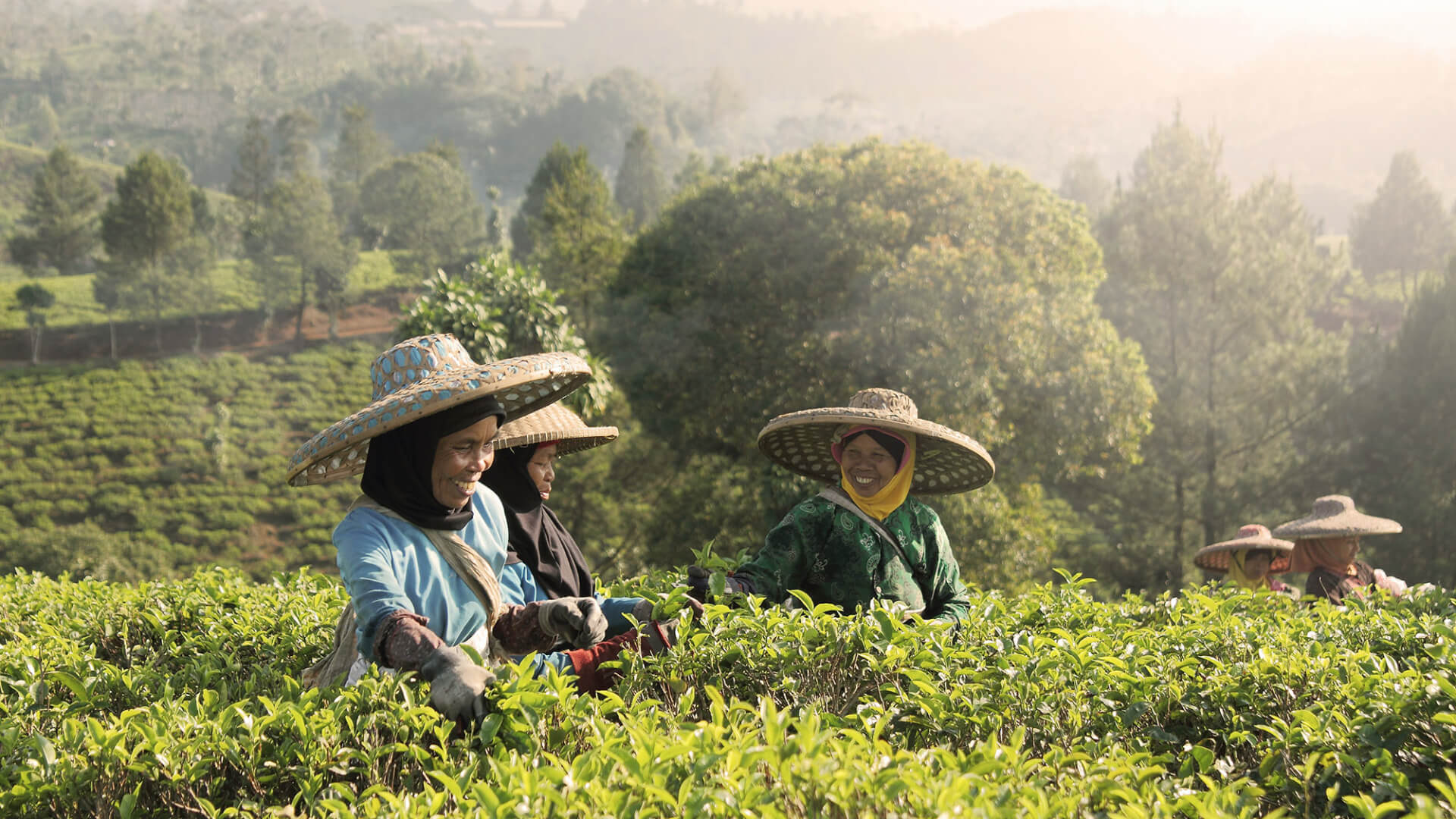 Kebun Teh Takokak